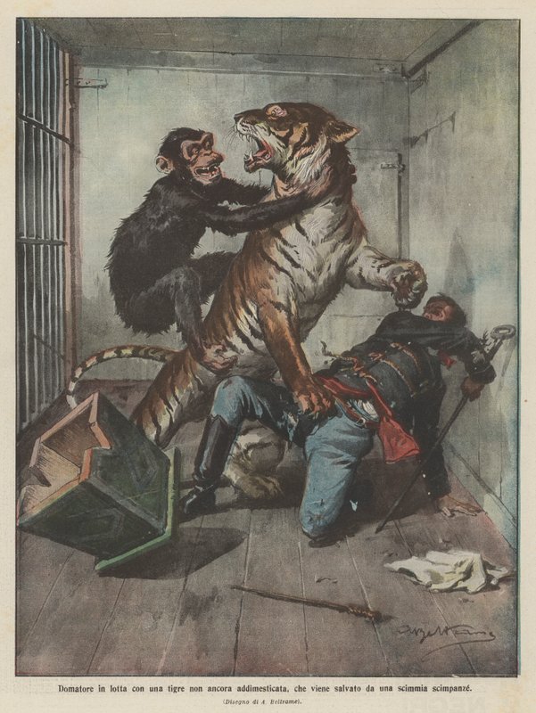 Mais doméstico lutando com um tigre ainda não domado, que é resgatado por um macaco chimpanzé de Achille Beltrame
