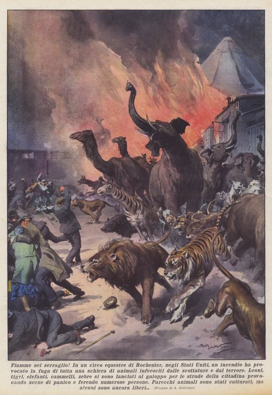 Chamas no zoológico! de Achille Beltrame