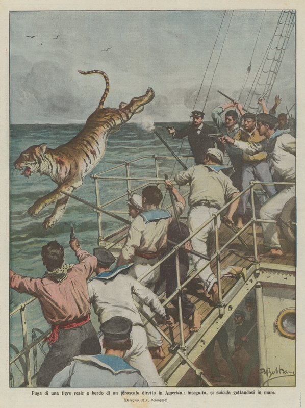 Fuga de um tigre real a bordo de um vapor para a América, perseguido, comete suicídio pulando no mar de Achille Beltrame