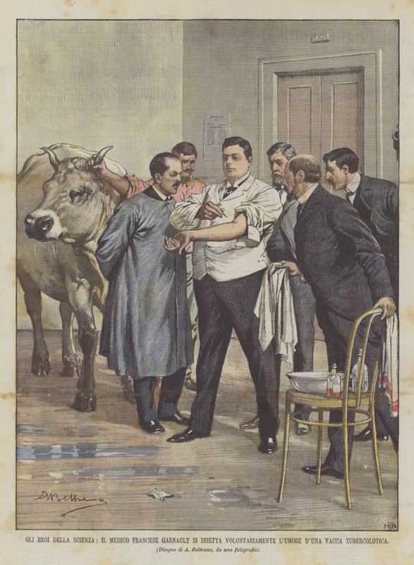 Os heróis da ciência, o doutor francês Garnault injetam voluntariamente a vaca tuberosa de DUna do humor de Achille Beltrame