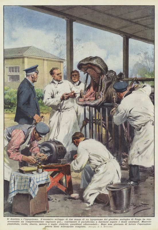 O dentista e o hipopótamo de Achille Beltrame