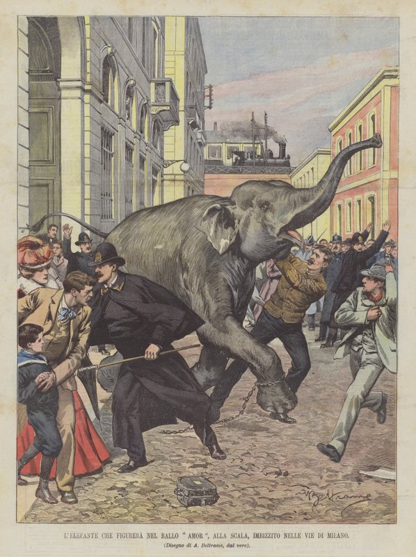 Elefante que figura na dança Amor, Alla Scala, Imbizzito nas ruas de Milão de Achille Beltrame