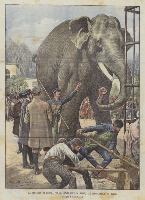 A partida de Londres para os Estados Unidos de Jingo, as manifestações de despedida de Achille Beltrame