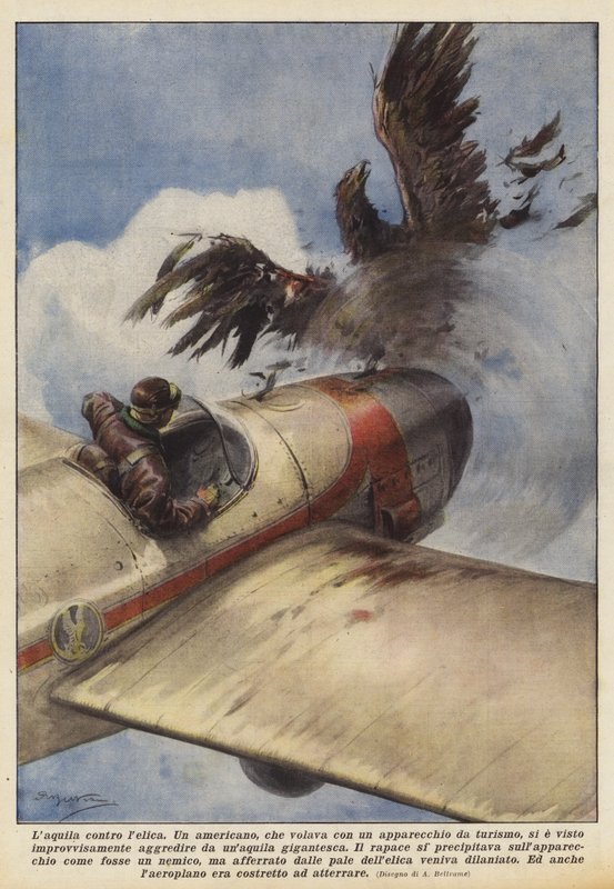 Laquila contra lelica de Achille Beltrame