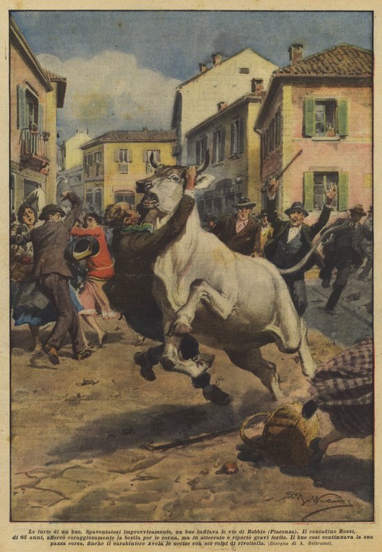 A fúria de um boi de Achille Beltrame