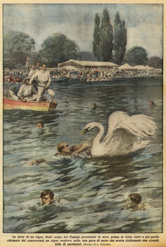 A fúria de um cisne de Achille Beltrame