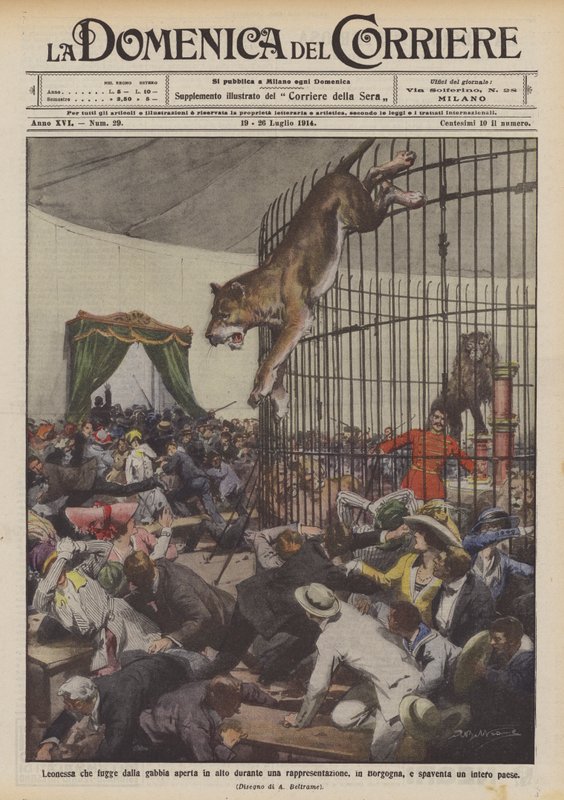 Leoa que escapa da gaiola aberta no topo durante uma performance, na Borgonha de Achille Beltrame