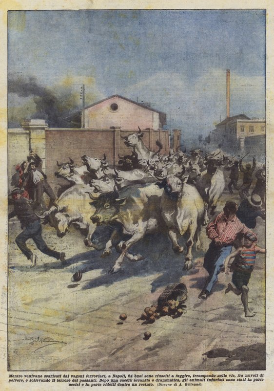 Quando foram descarregados de vagões ferroviários, em Nápoles, 24 bois conseguiram escapar de Achille Beltrame