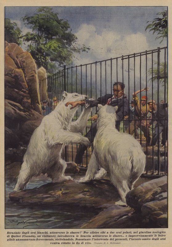 Rasgado por ursos brancos, através de barras! de Achille Beltrame