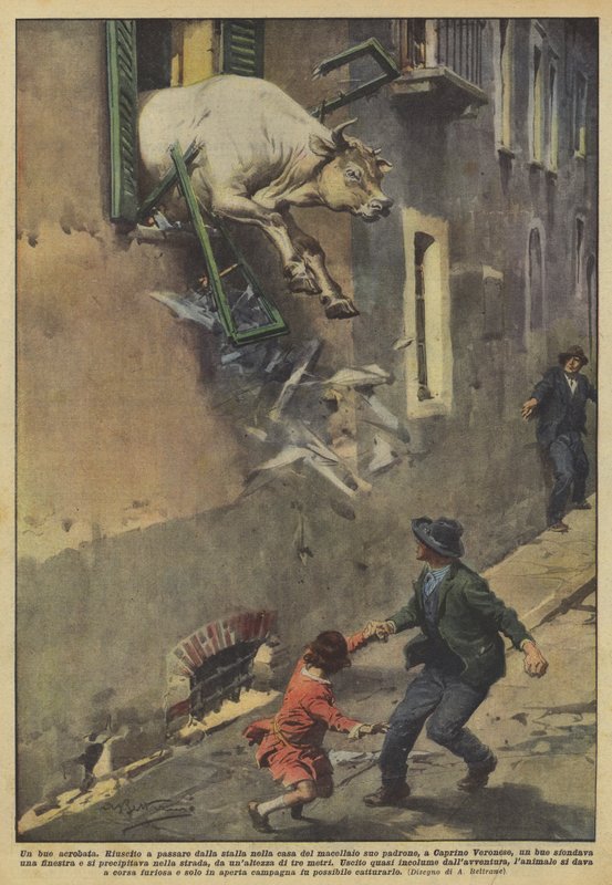 Um boi acrobat de Achille Beltrame
