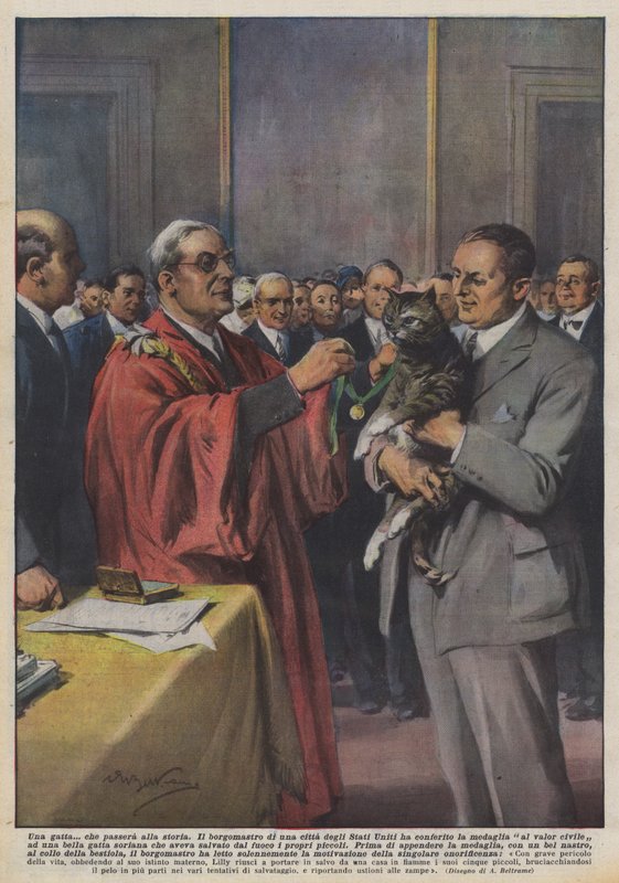 Um gato que passará para a história de Achille Beltrame