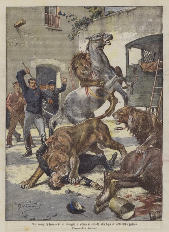 Uma cena de terror em um zoológico em Moscou após o vôo dos leões da gaiola de Achille Beltrame