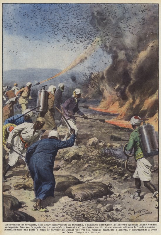 Uma invasão de gafanhotos, depois de ter se enfurecido na Palestina, apareceu no Egito de Achille Beltrame