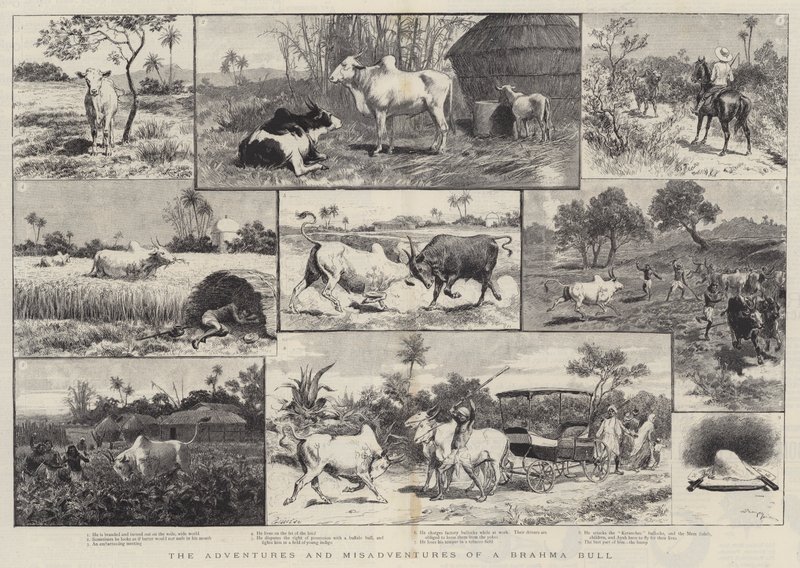 As Aventuras e Desventuras de um Touro Brahma de Adrien Emmanuel Marie