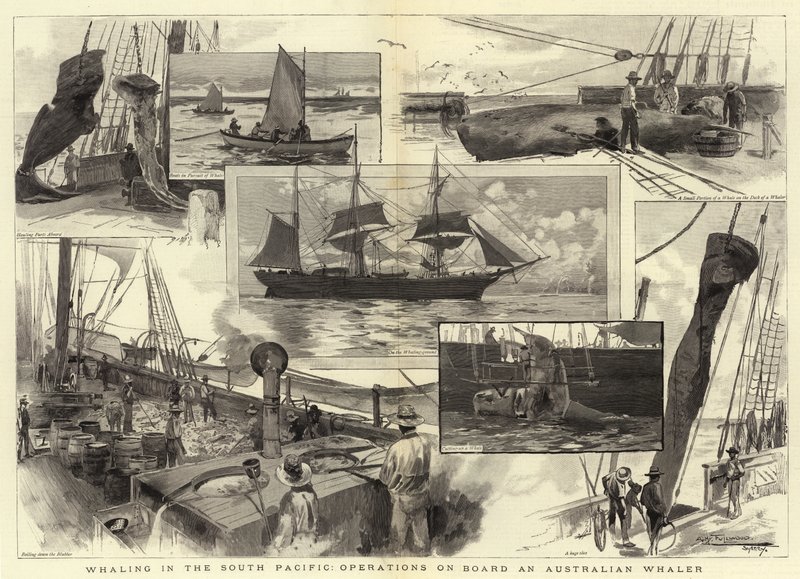 Caça às baleias no Pacífico Sul, operações a bordo de um baleeiro australiano de Albert Henry Fullwood