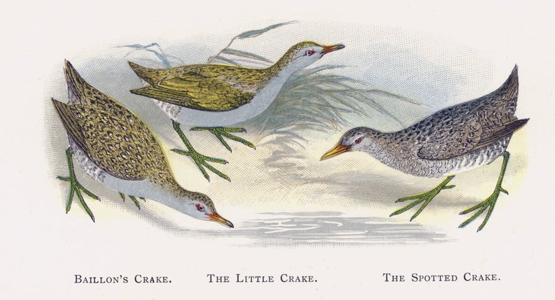 Baillons Crake, O Pequeno Crake, O Cravo Manchado de Alexander Francis Lydon