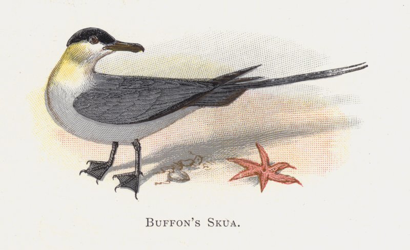Buffons Skua de Alexander Francis Lydon