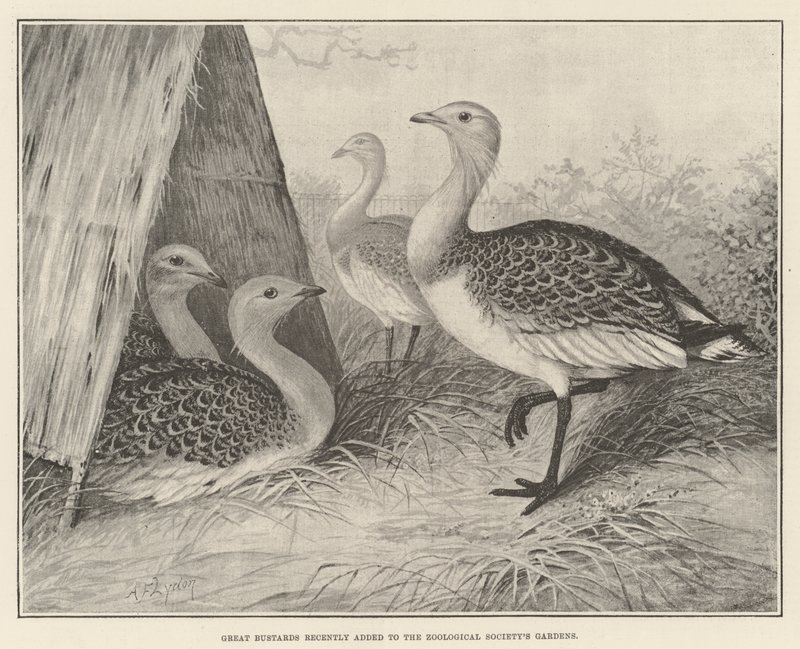 Grandes Bustards adicionados recentemente aos Jardins da Sociedade Zoológica de Alexander Francis Lydon
