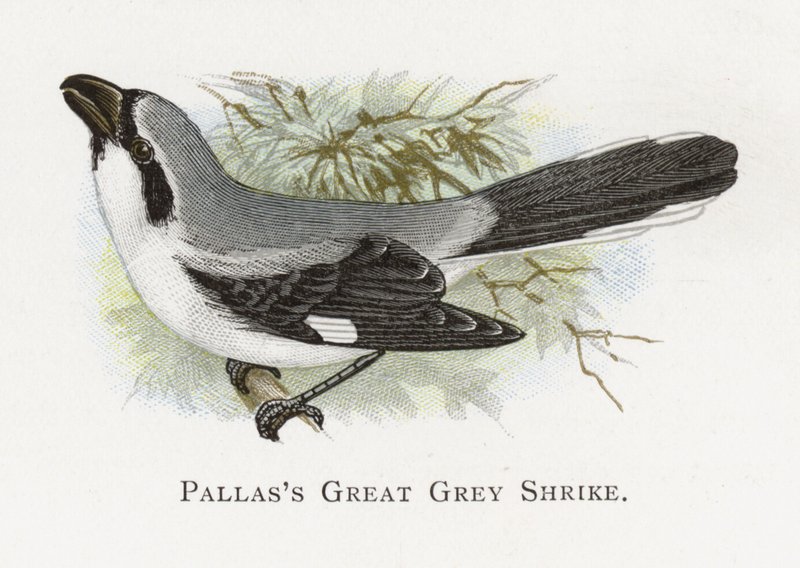 Pallass Picanço Grisalho de Alexander Francis Lydon