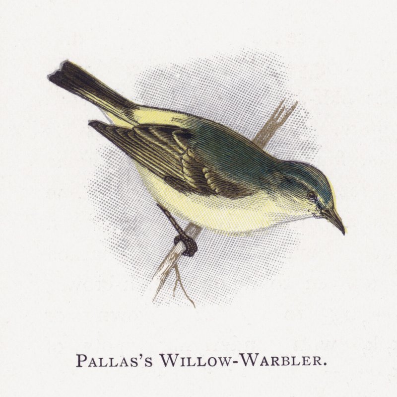 Pallass Salgueiro-Warbler de Alexander Francis Lydon