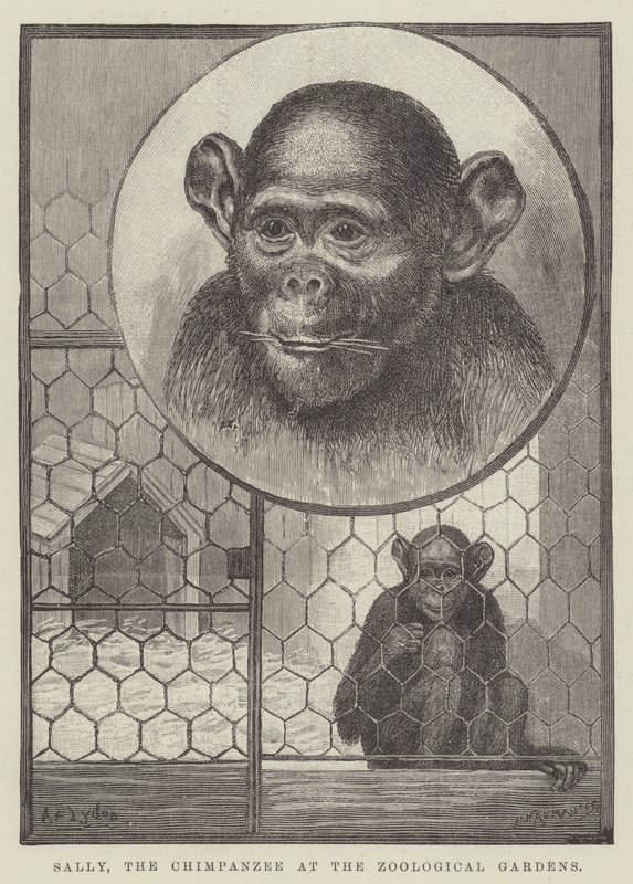 Sally, o chimpanzé no jardim zoológico de Alexander Francis Lydon