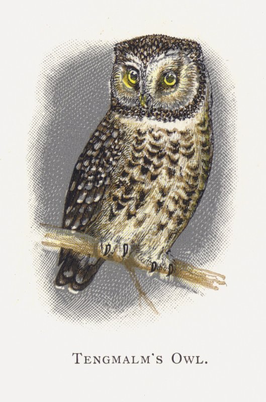 Tengmalms Owl de Alexander Francis Lydon