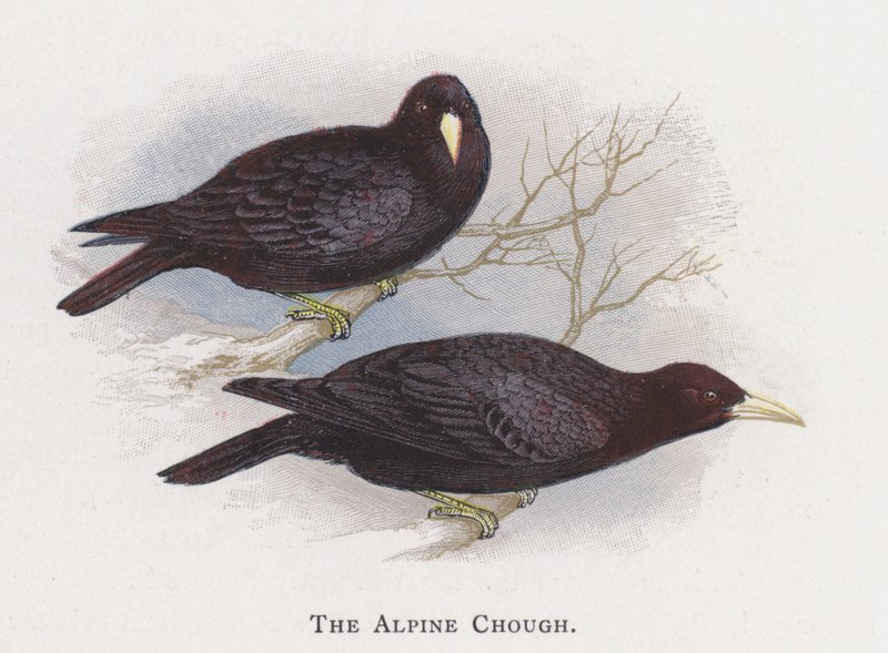 O Chough Alpino de Alexander Francis Lydon