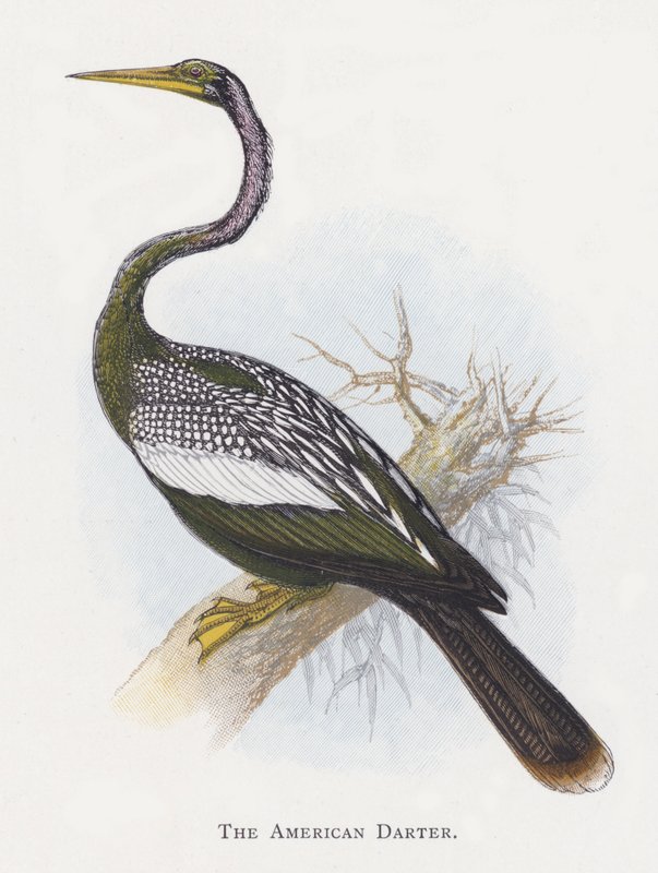 O Darter Americano de Alexander Francis Lydon