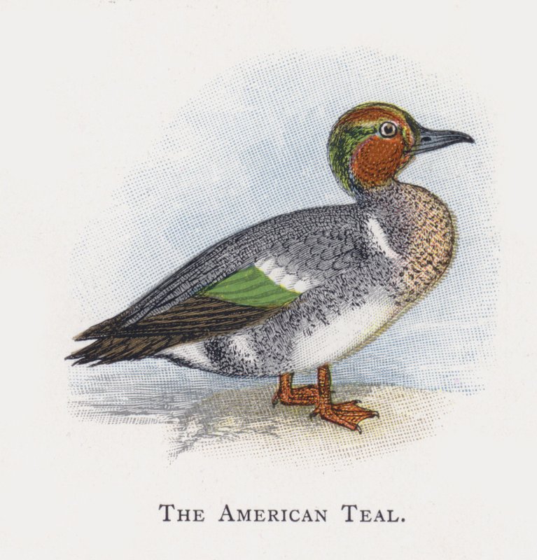 O Teal Americano de Alexander Francis Lydon
