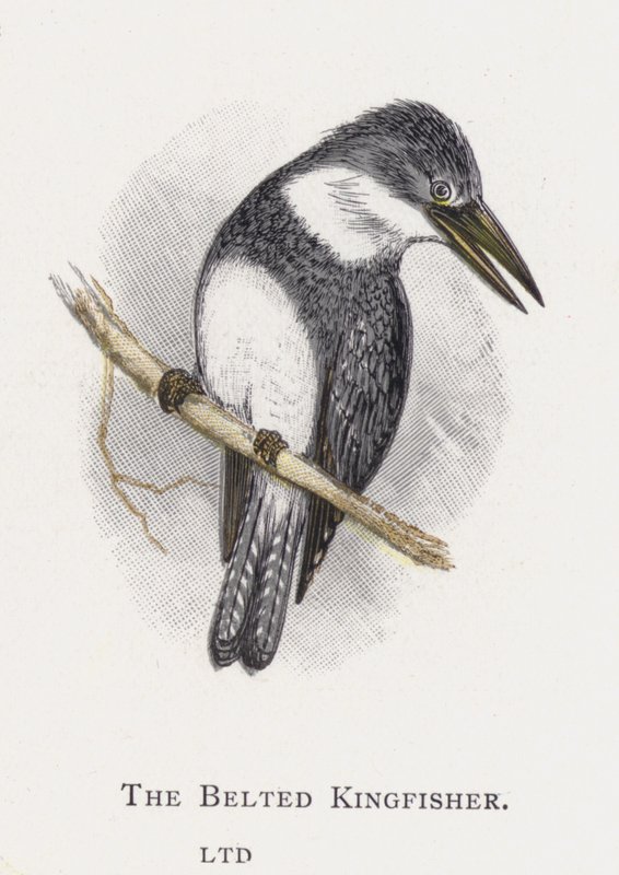 O Martim-pescador com cinto de Alexander Francis Lydon