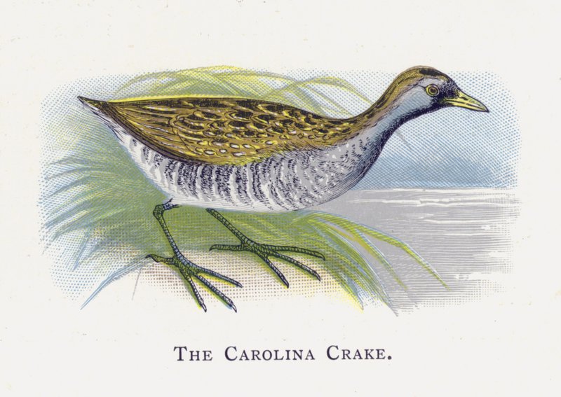 Carolina Crake de Alexander Francis Lydon