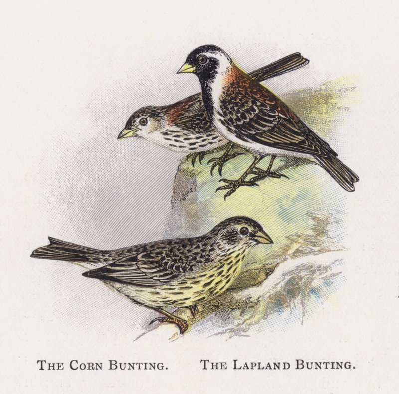 O Bunting de milho, o Bunting de Lapland de Alexander Francis Lydon