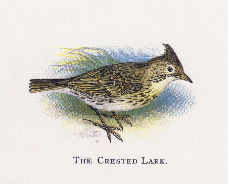A cotovia-de-crista de Alexander Francis Lydon