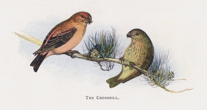 O Crossbill de Alexander Francis Lydon