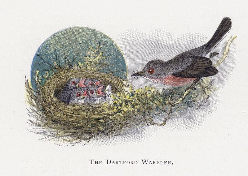O Warbler de Dartford de Alexander Francis Lydon