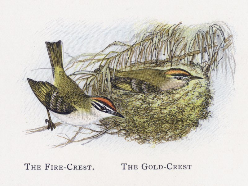 A Crista De Fogo, A Crista De Ouro de Alexander Francis Lydon