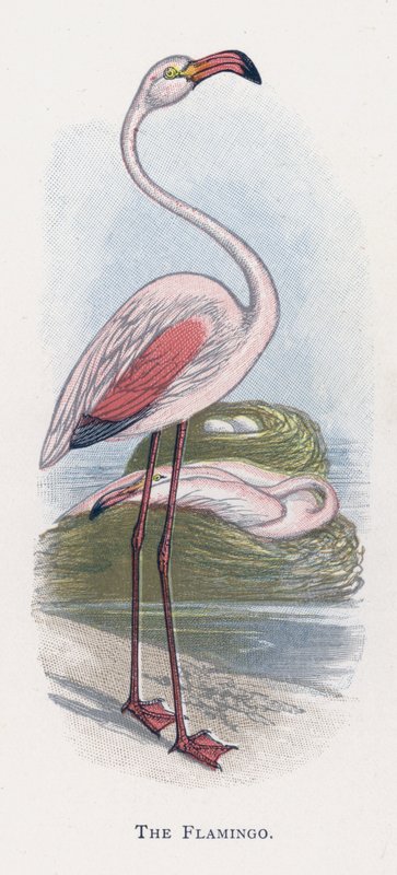 O flamingo de Alexander Francis Lydon