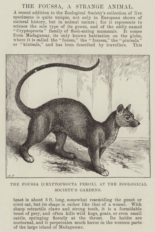 O Foussa (Cryptoprocta Ferox), nos jardins da Sociedade Zoológica de Alexander Francis Lydon