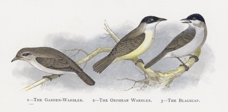 O Jardim-Warbler, o Orphean Warbler, o Blackcap de Alexander Francis Lydon