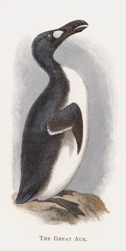 O Grande Auk de Alexander Francis Lydon