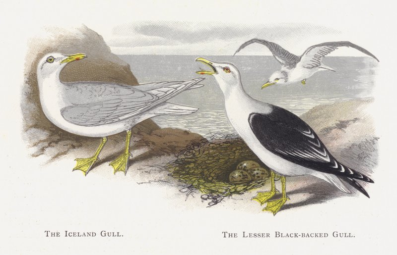 A gaivota de Islândia, a gaivota de dorso negro menor de Alexander Francis Lydon