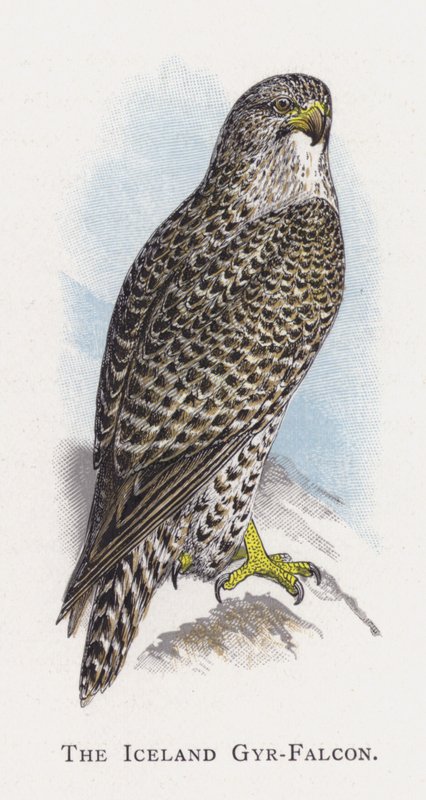 A Islândia Gyr-Falcon de Alexander Francis Lydon