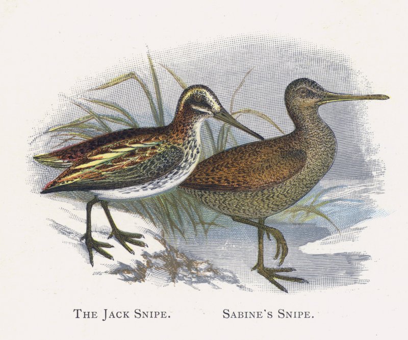 O Jack Snipe, Sabines Snipe de Alexander Francis Lydon
