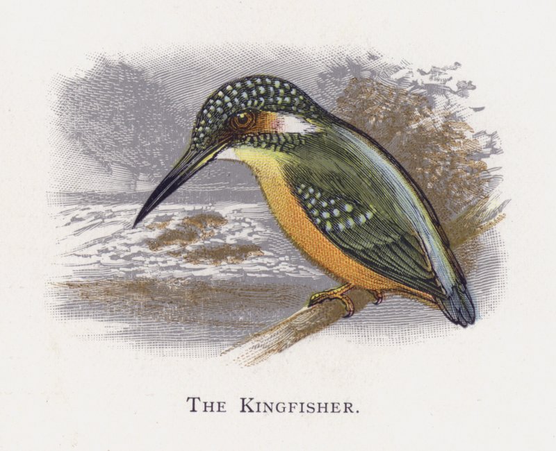 O kingfisher de Alexander Francis Lydon
