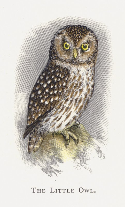 A coruja de Alexander Francis Lydon