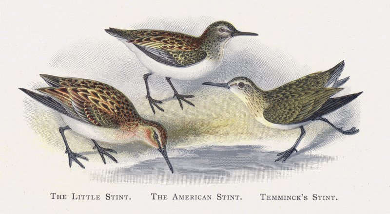 The Little Stint, The Stint Americano, Temimincks Stint de Alexander Francis Lydon