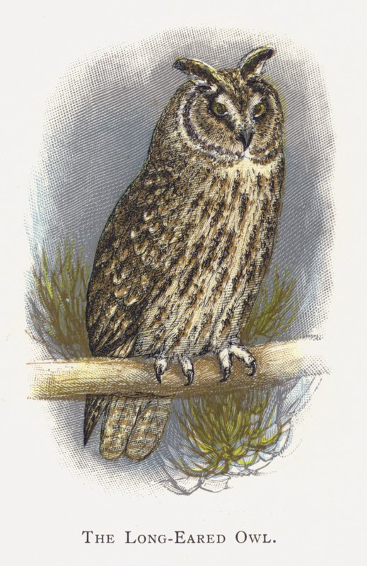A coruja de orelhas compridas de Alexander Francis Lydon
