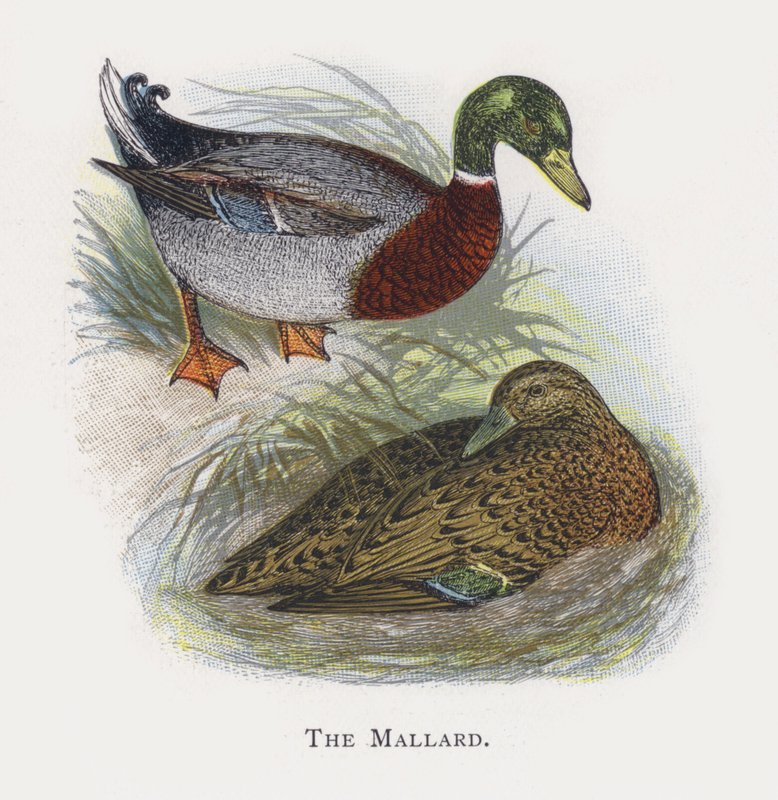 O pato selvagem de Alexander Francis Lydon