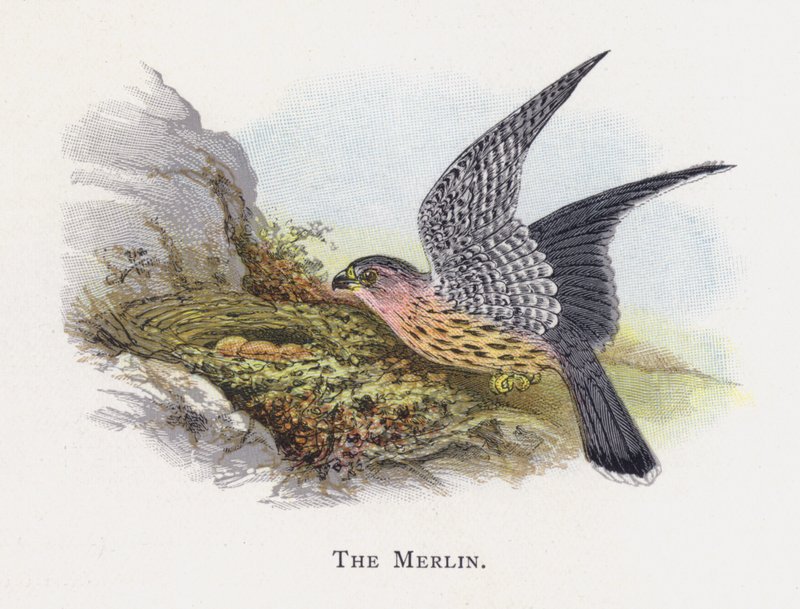 O Merlin de Alexander Francis Lydon