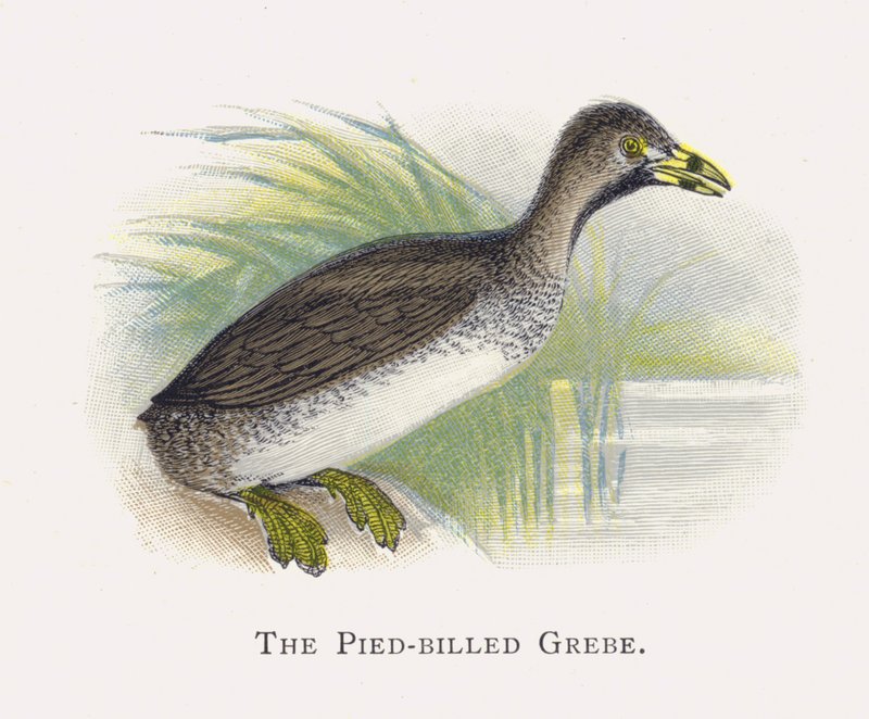 O mergulhão Pied-faturado de Alexander Francis Lydon